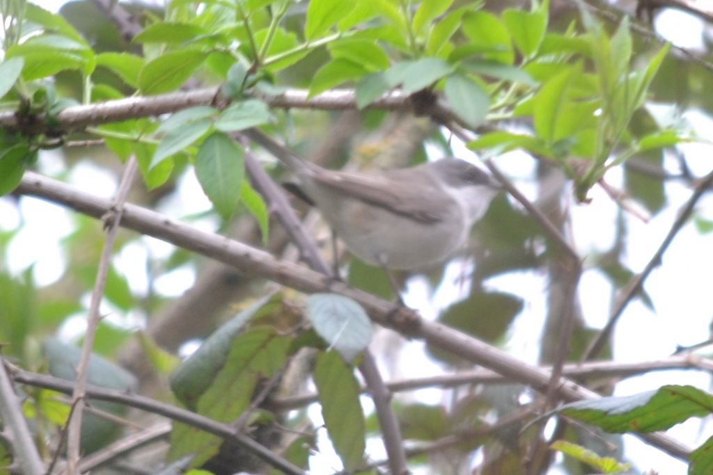 richiesta identificazione